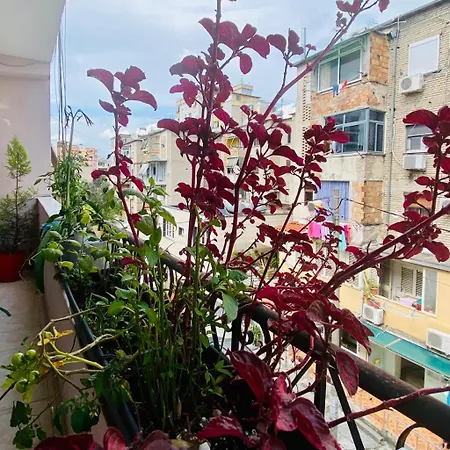 Guest house Apartment Tirana